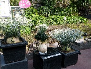仙厳園1