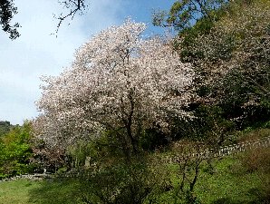 さくら