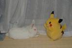 usagi
